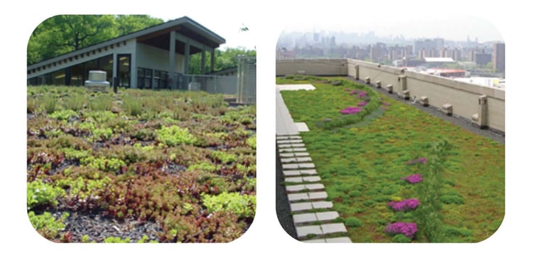 vegetated roofing 9.jpg